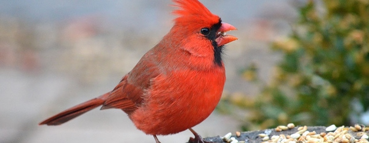 Seed Sale Fundraiser